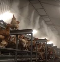 actieve_stalreiniging